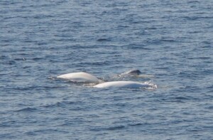 Canada Whale Watching – Best Time & Places to See Whales in Canada