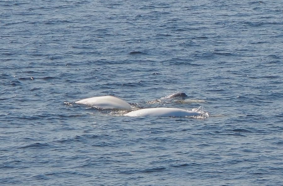 beluga whale in canada best time
