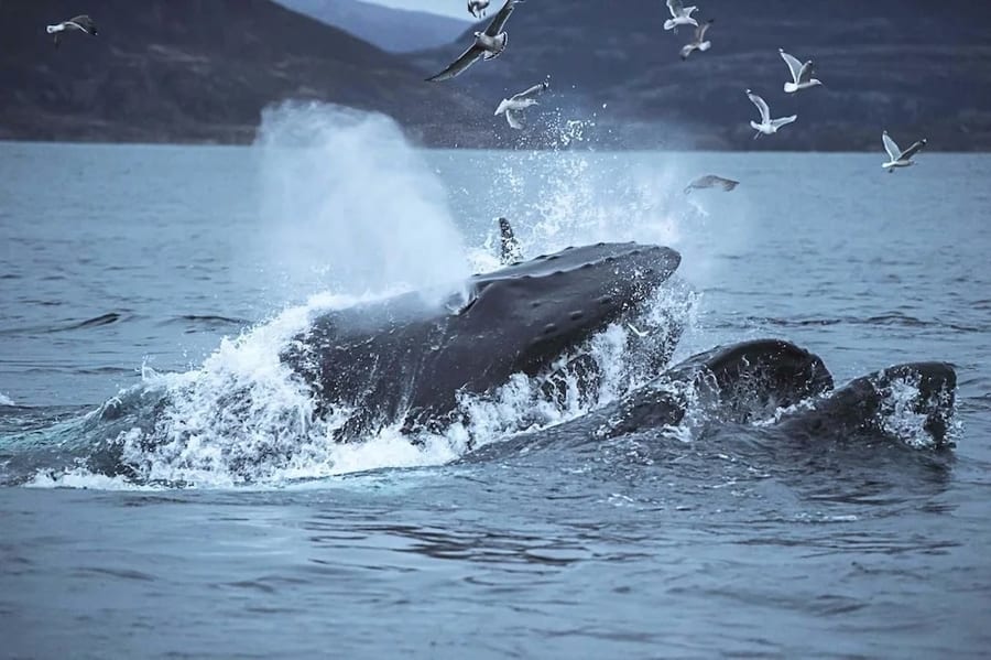 Crucero por el fiordo, orcas tromso