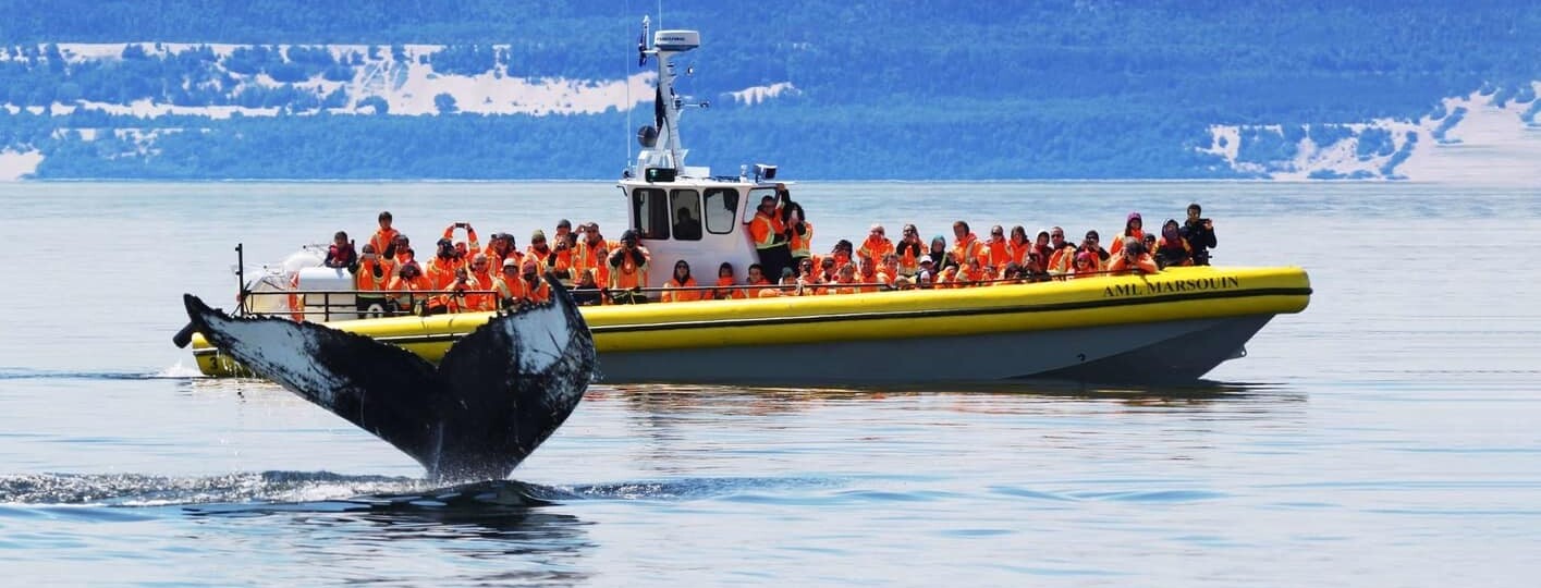 Tours para ver ballenas en Canadá