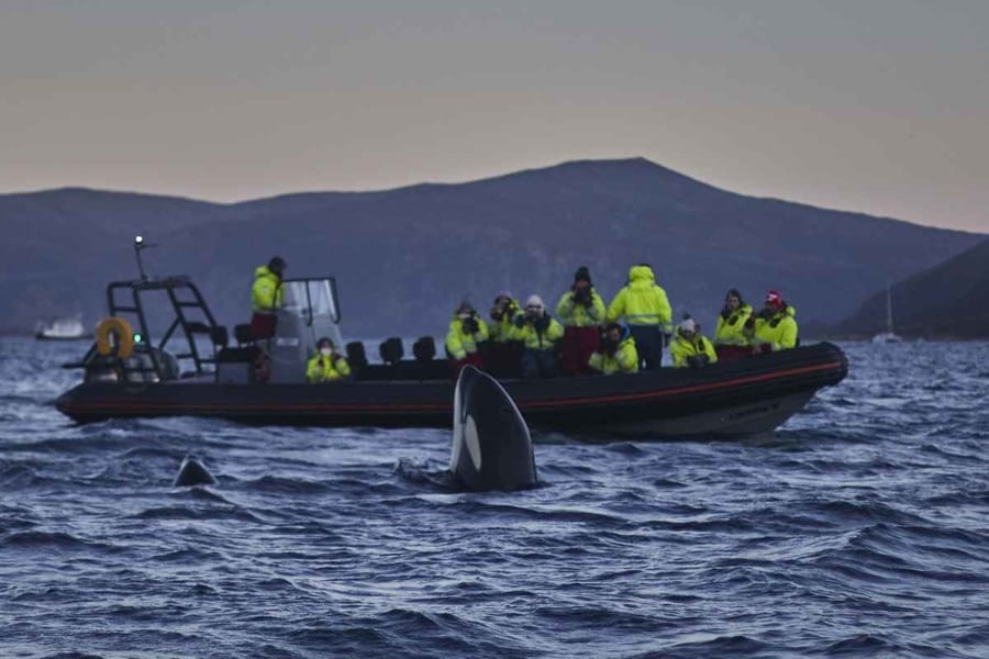 Whale watching, one of the best Tromso, Norway activities to see wildlife and explore the fjords on a boat