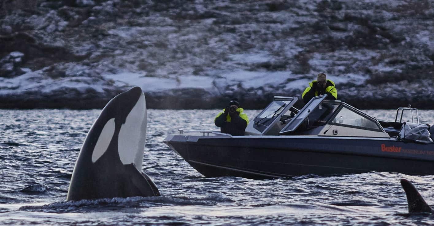ver ballenas en tromso, orcas en noruega