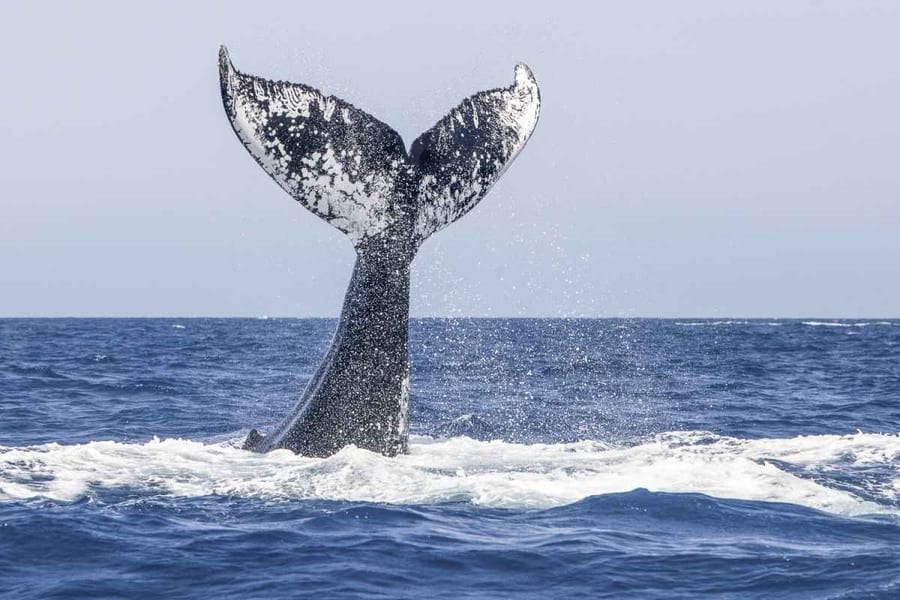 Humpback whales, whale-watching in Cape May