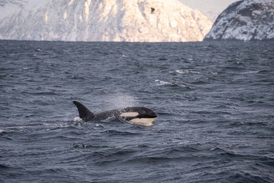 Full-day tour, whale watching tromso february