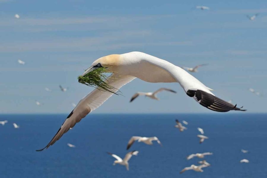 Seabirds in Cape May, whale-watching in Cape May New Jersey