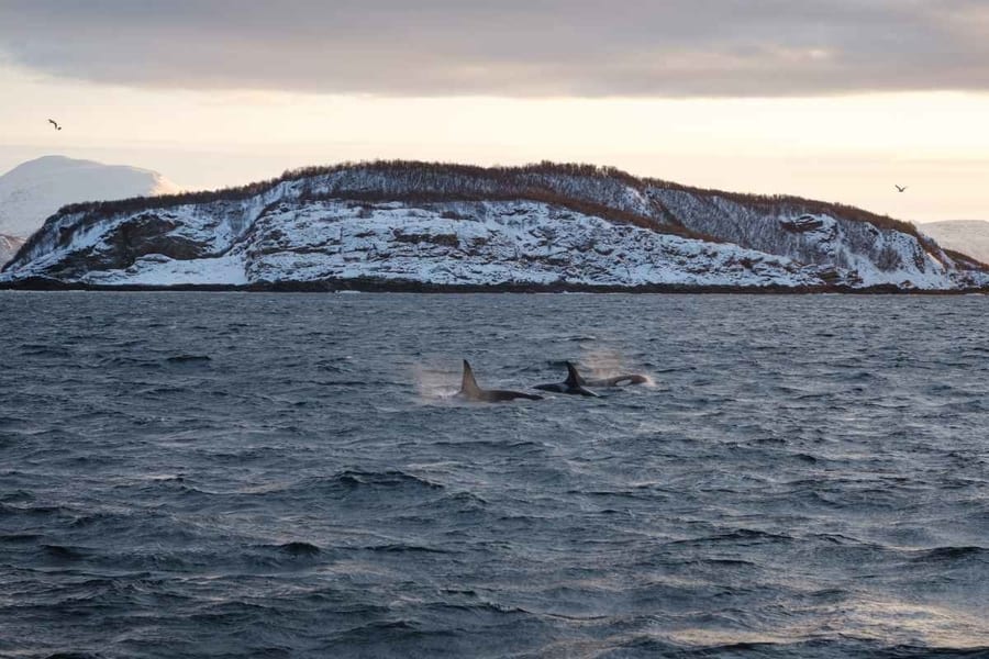 Overnight tour, tromsø whale watching best time