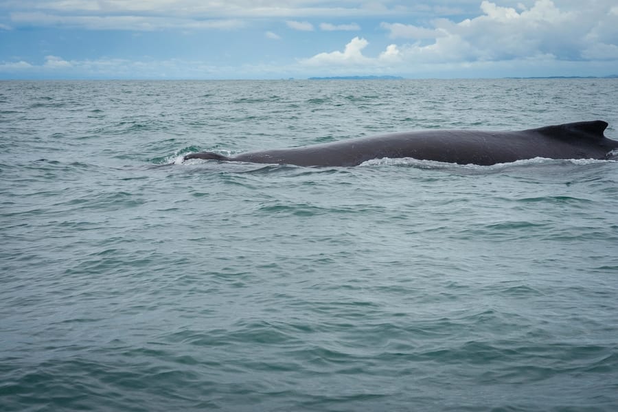 Catamarán con todo incluido, ballenas en Costa Rica epoca