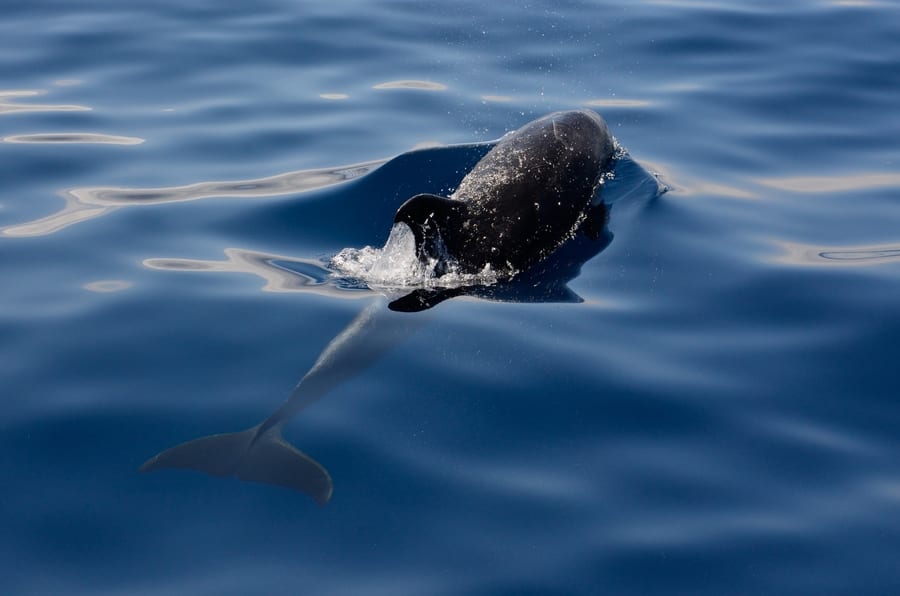 Se pueden ver orcas en Gran Canaria
