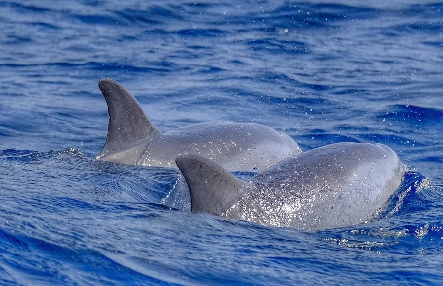 Avistamiento de delfines en Fuerteventura