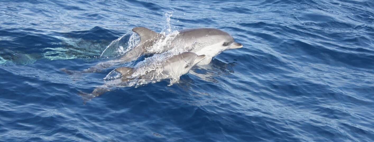 La Palma dolphins, Lanzarote dolphin tour