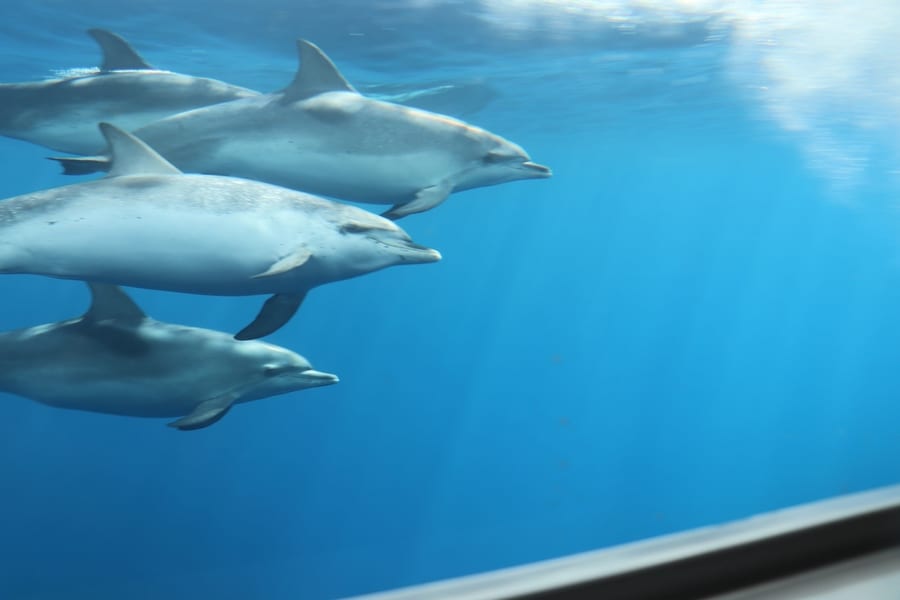 Barco para ver delfines, avistamiento de delfines en Fuerteventura
