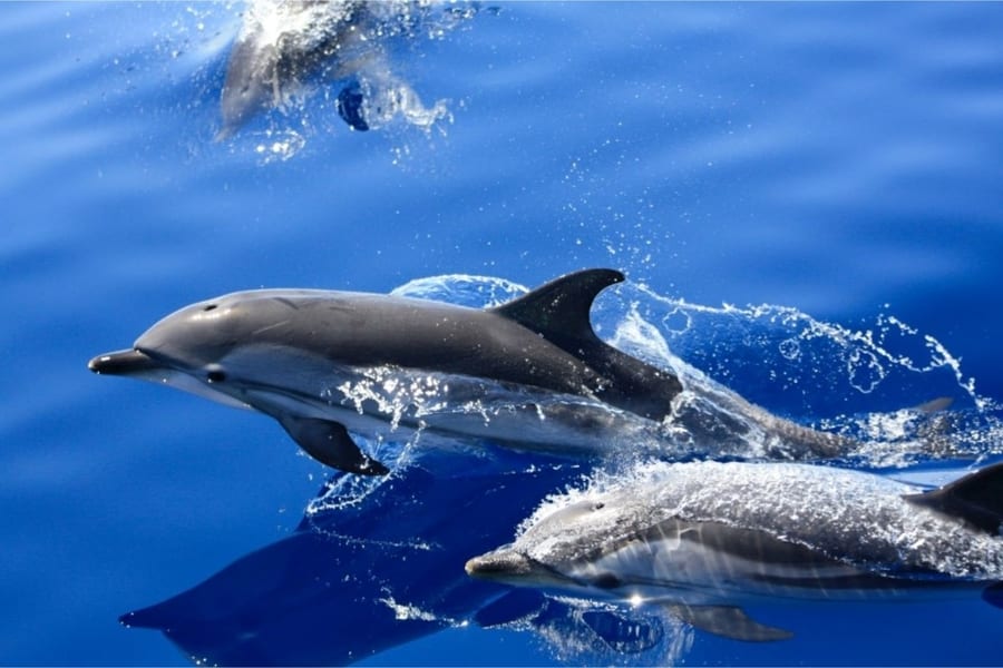 Tour to Isla de Lobos, Lanzarote dolphin watching