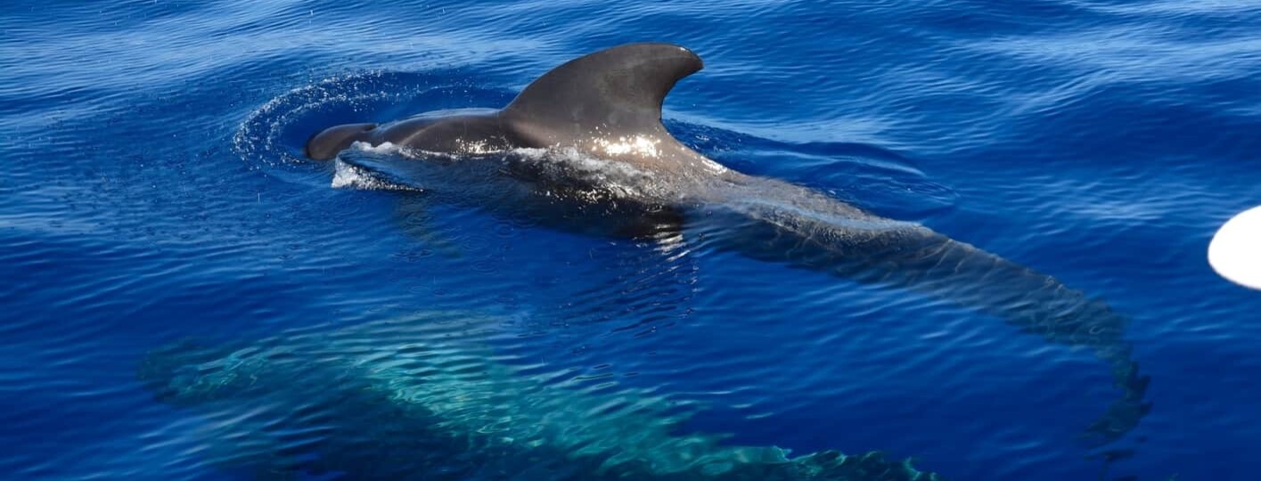 Avistamiento de ballenas en Gran Canaria