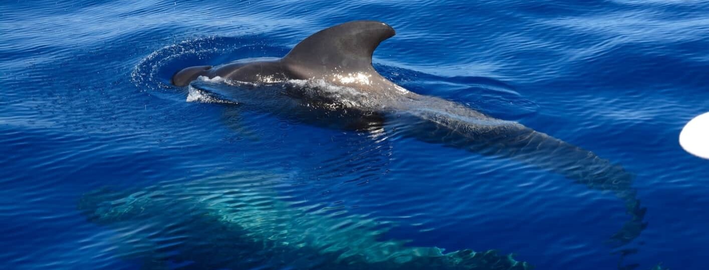 Dolphins in Gran Canaria, dolphin-watching Gran Canaria