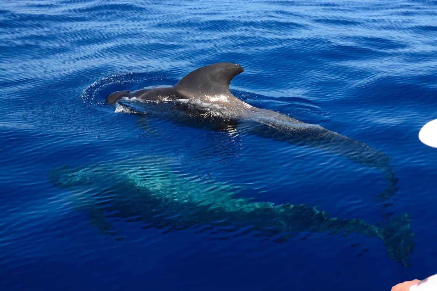 dinero salud sello Best Gran Canaria Whale and Dolphin-Watching Tour of 2023