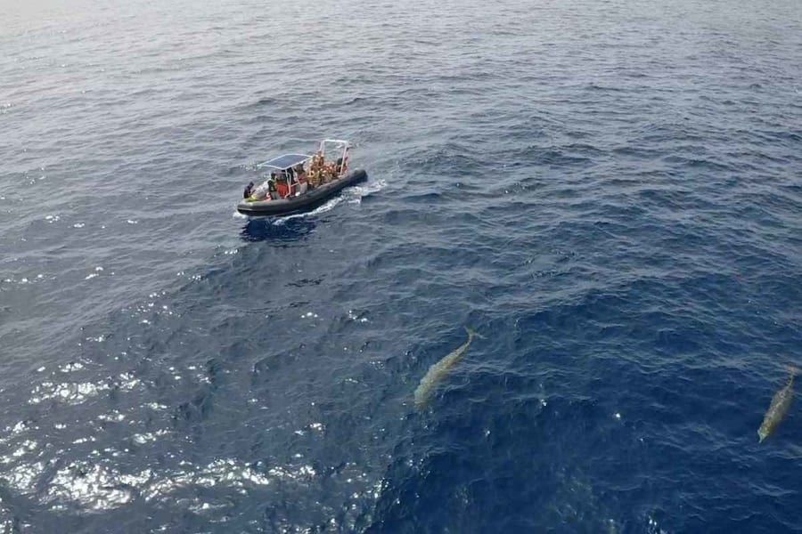 Fuerteventura whale-watching and dolphin tour, whales Fuerteventura