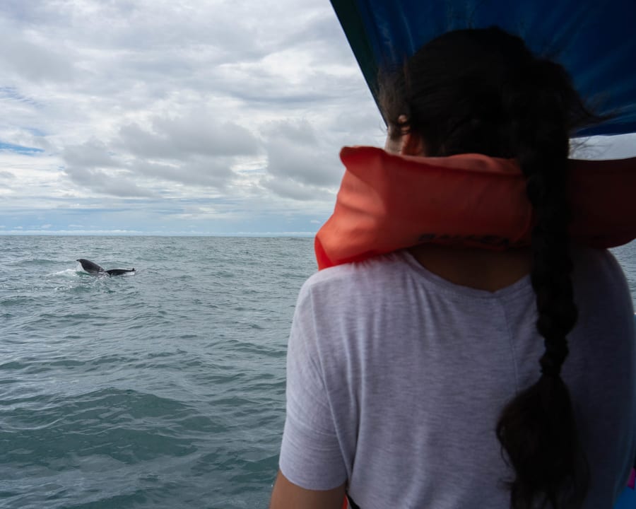 Ver delfines en Costa Rica, avistamiento de ballenas en Costa Rica