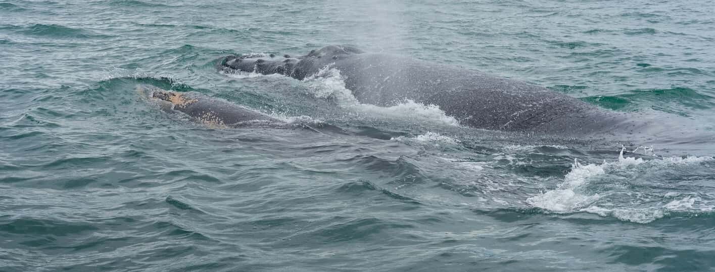 Ballenas en Costa Rica