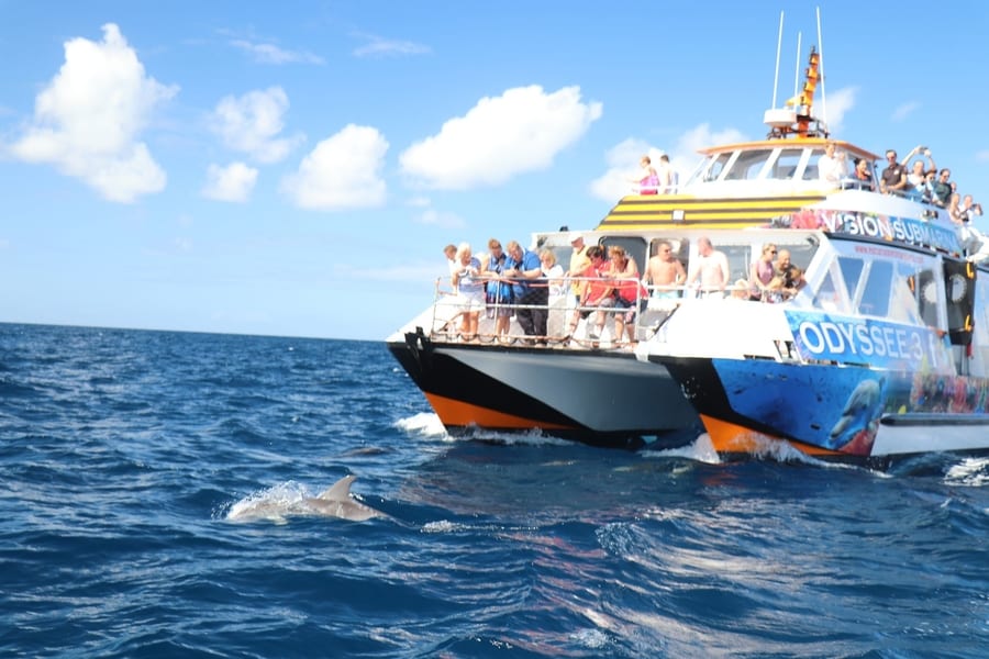 Avistamiento de delfines en Fuerteventura con snorkel, delfines en Fuerteventura