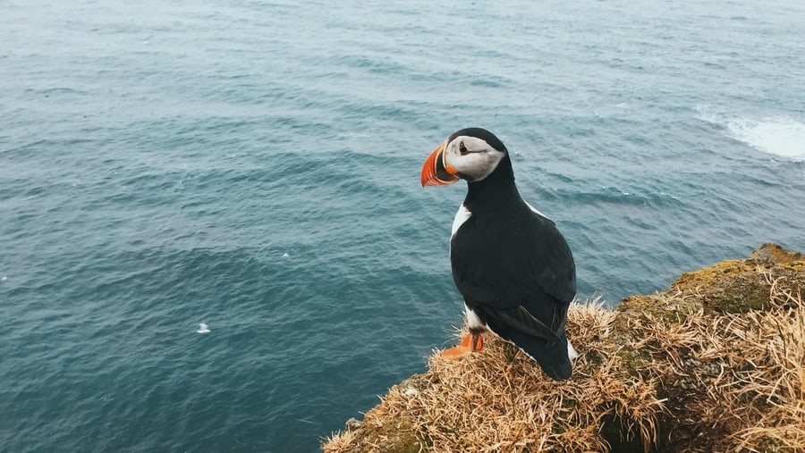 Puffins and the midnight sun, Iceland sights