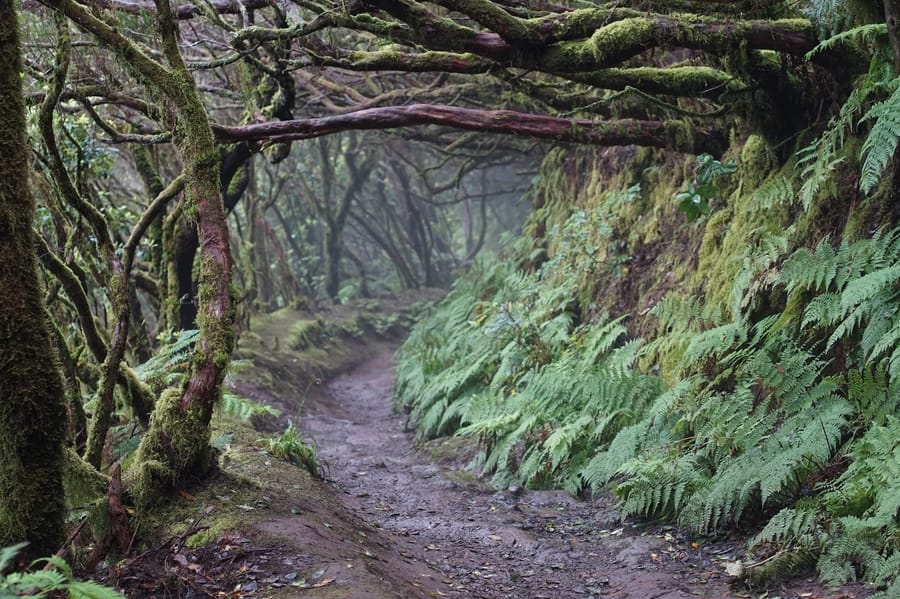 Bosque de los Enigmas, hiking routes in tenerife