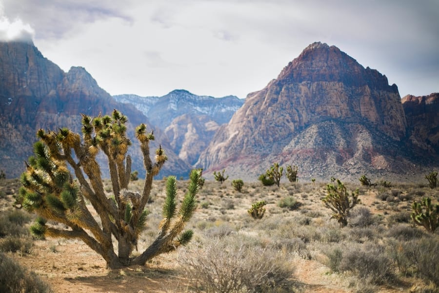 5 Best Tours To Red Rock Canyon From Las Vegas