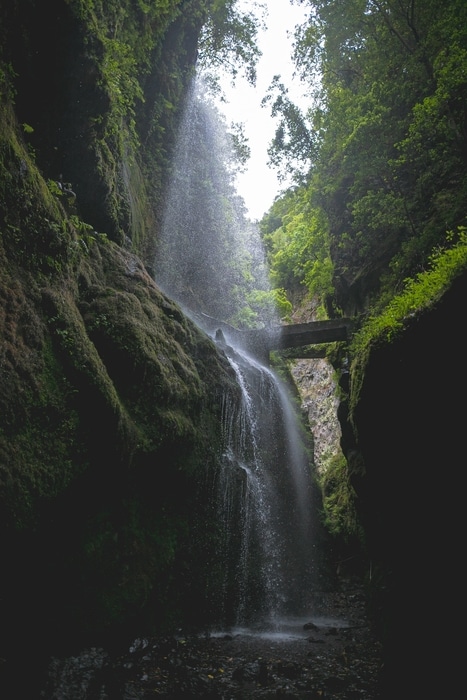 Bosque de los Tilos, what is there to do in la Palma Canary Islands