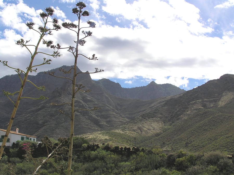 Valle de Agaete, sitios a donde ir en Gran Canaria Valle de Agaete, lugares para visitar en Gran Canaria