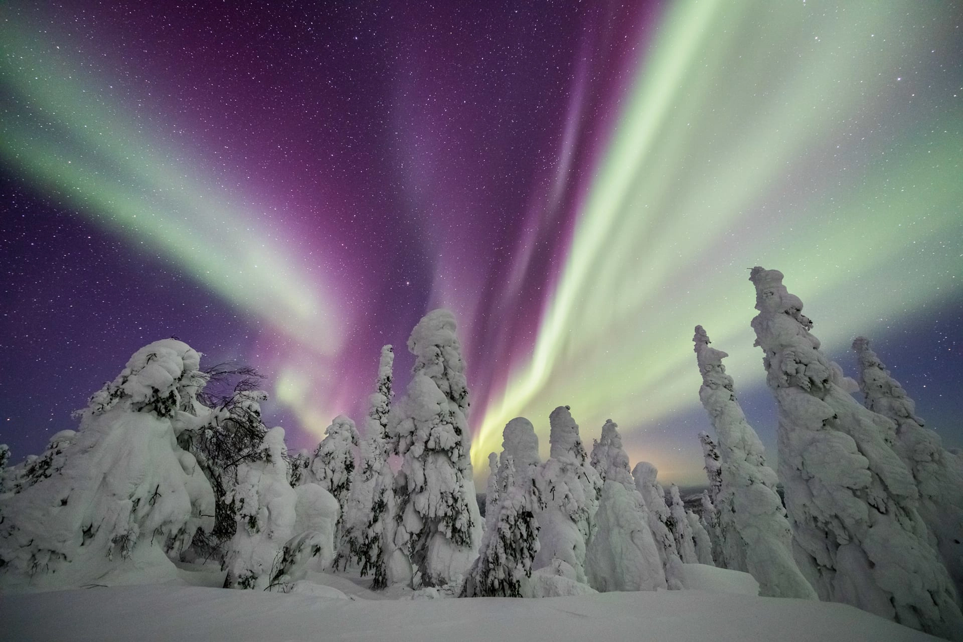 Boreal-forest-and-Northern-Lights-Alaska