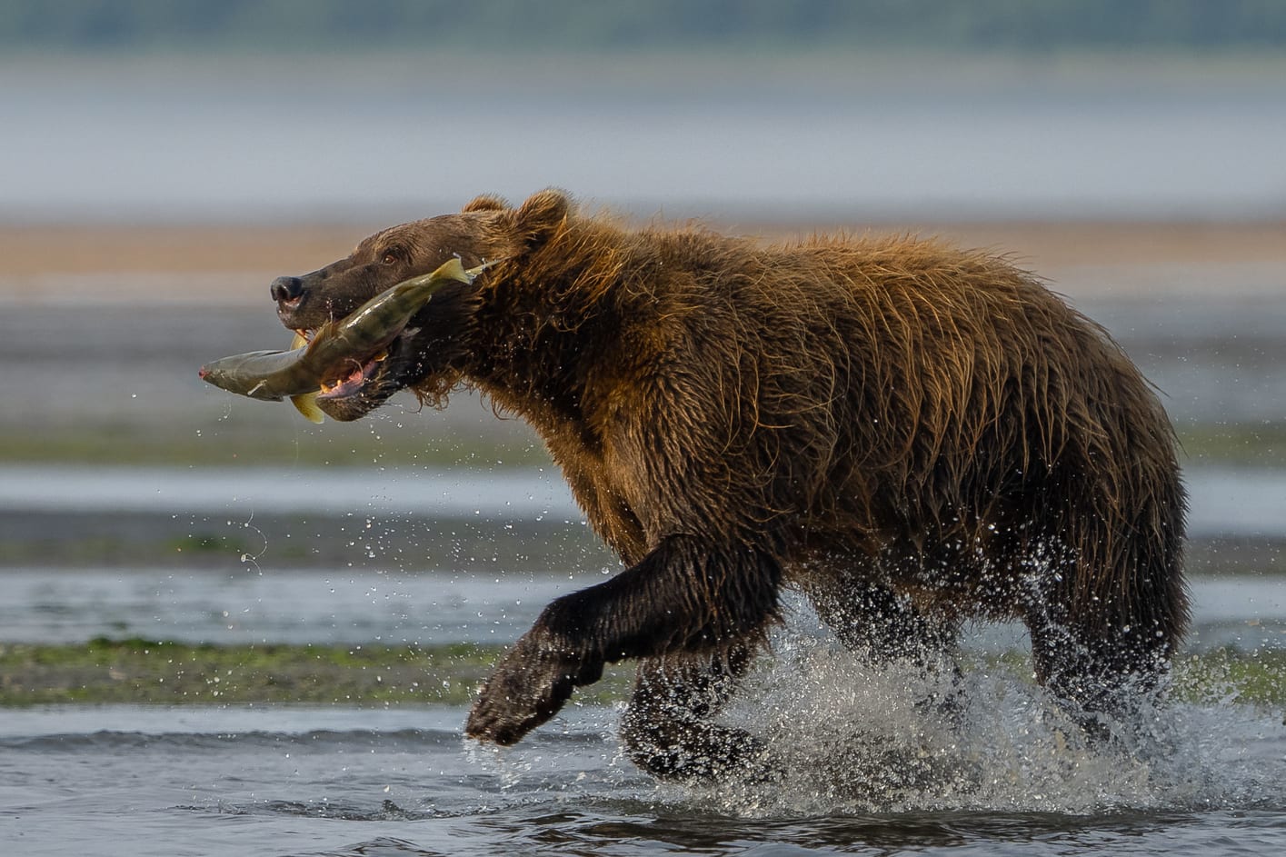 Bear photo tour Alaska