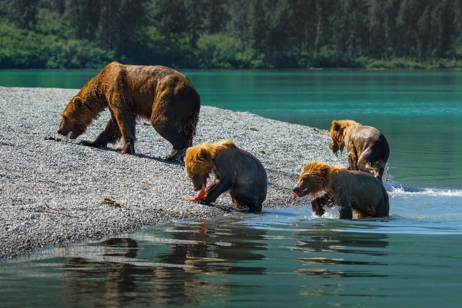Bears of Alaska photo tour