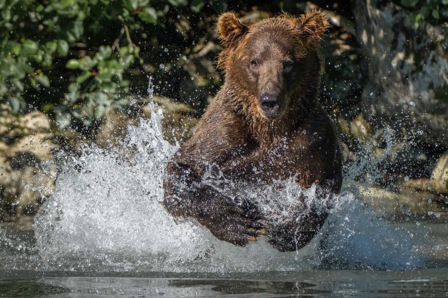 Alaska bear photo tour
