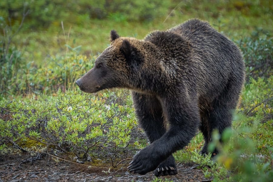 Fotografiar osos en Alaska mejor época