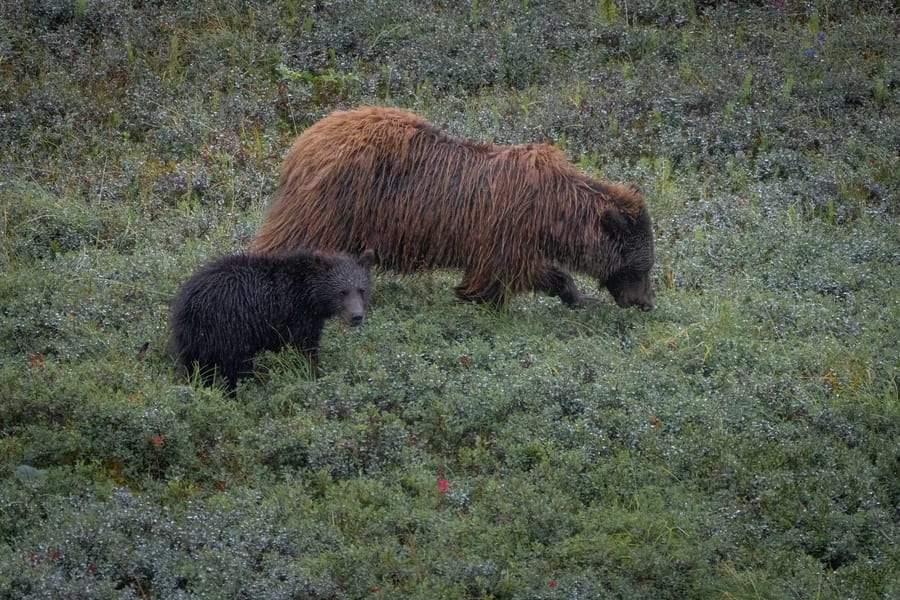 Denali bear photo tour