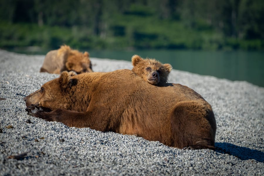 The best Alaska bear photo tour