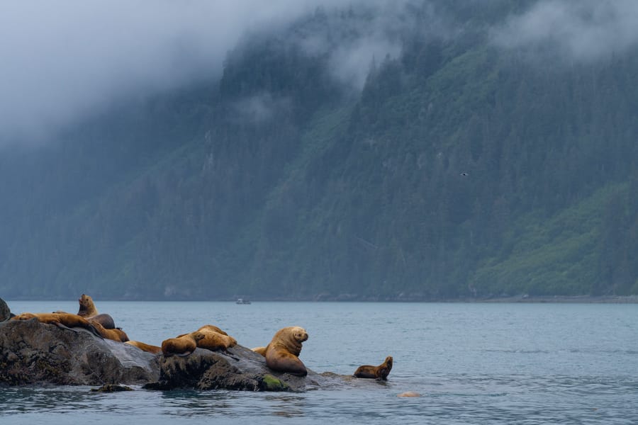 Alaska sea lions photo tour