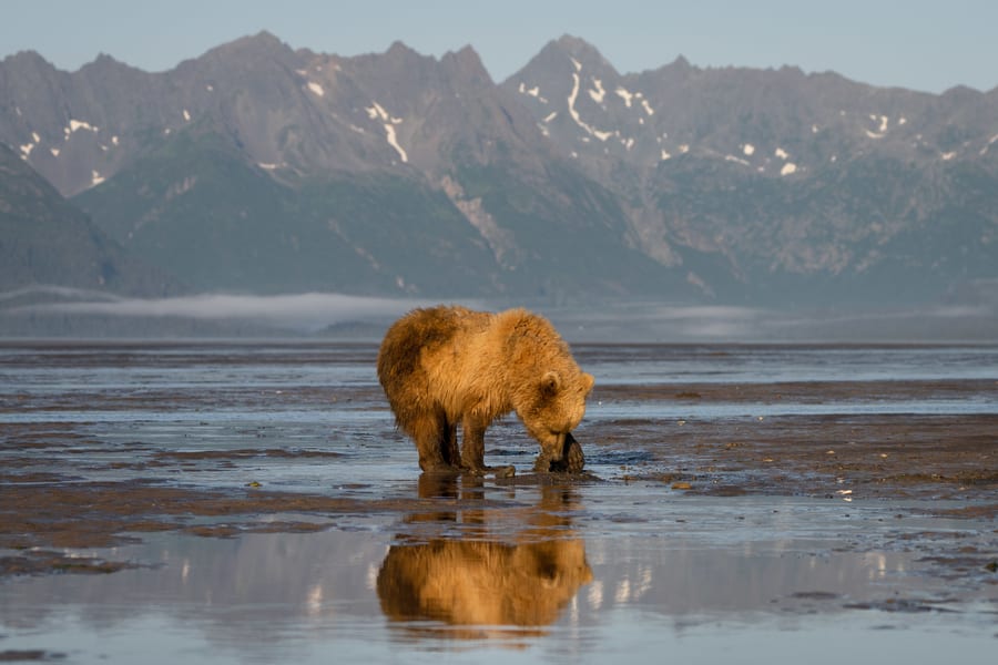 Best time Alaska wild life photo tour