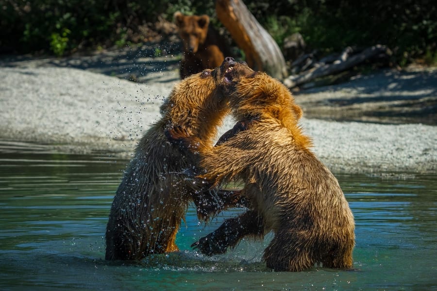 Brown bear Alaska photo tour