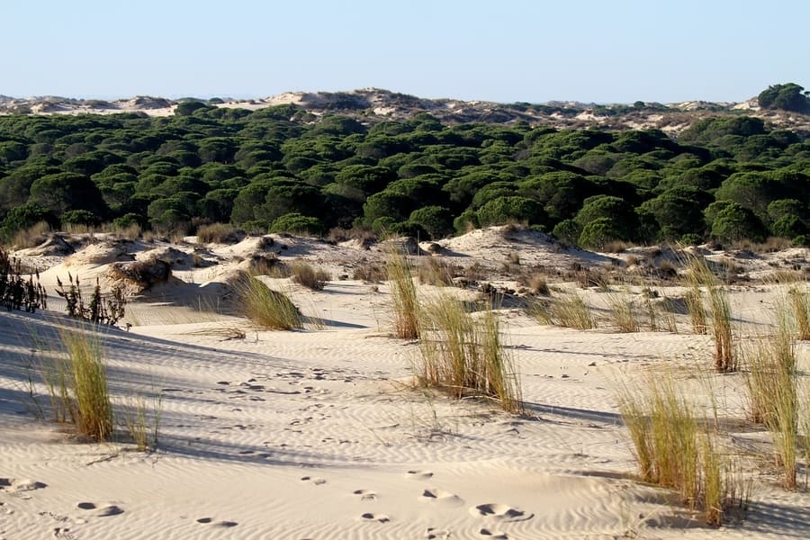 Doñana National Park, best southern spain itinerary