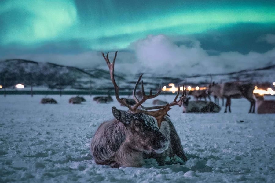 tromso, tromso noruega aurora boreal