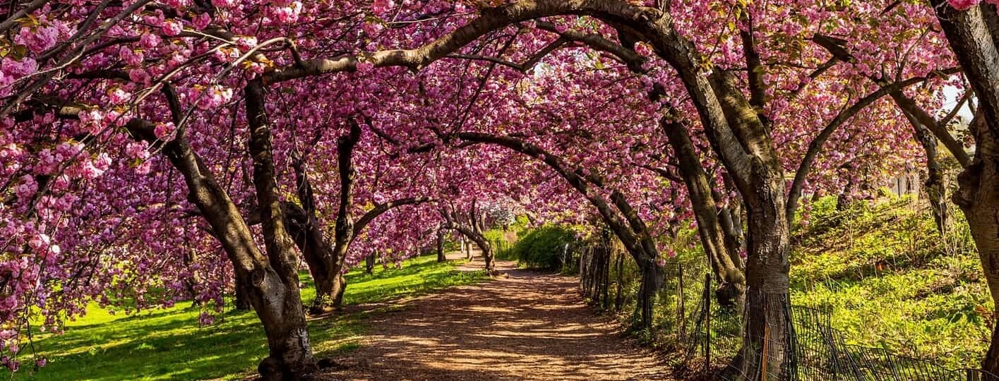 Cherry Blossoms Central Park que ver en central park nueva york
