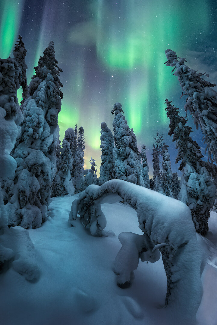 Bright vertical Aurora beams over a frozen forest