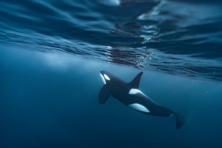 orca underwater