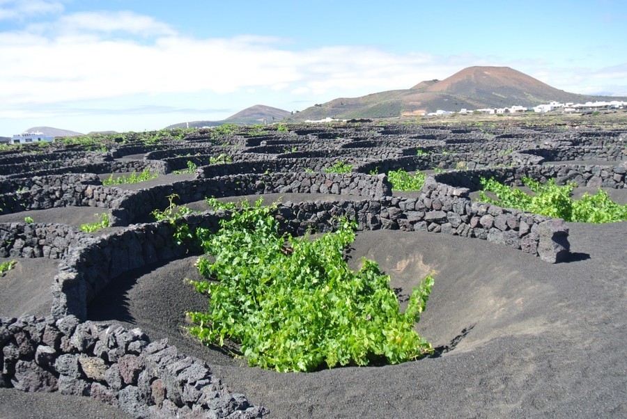 Lanzarote cultivation methods, la geria lanzarote Lanzarote cultivation methods, vineyards la geria