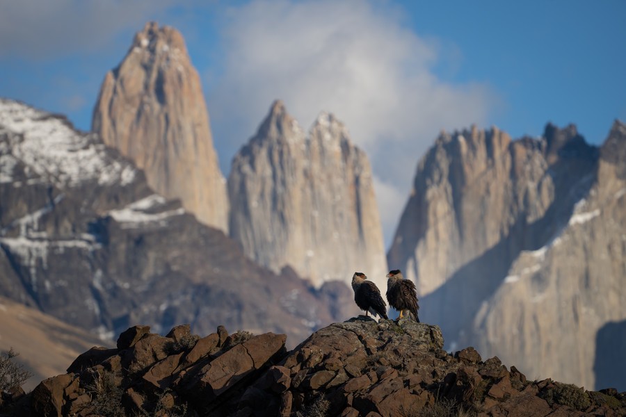 Torres del Paine Caranchos