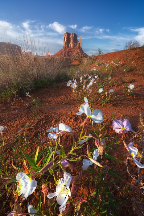 Flowers and landscapes in Monument Valley