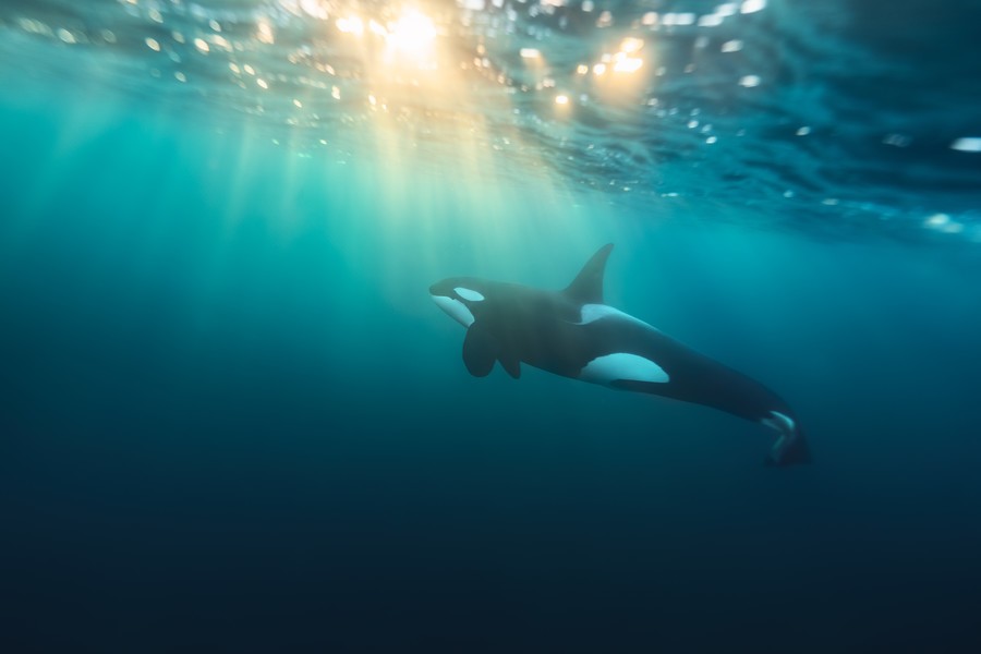 Swimming with Orcas in Norway Photo Tour