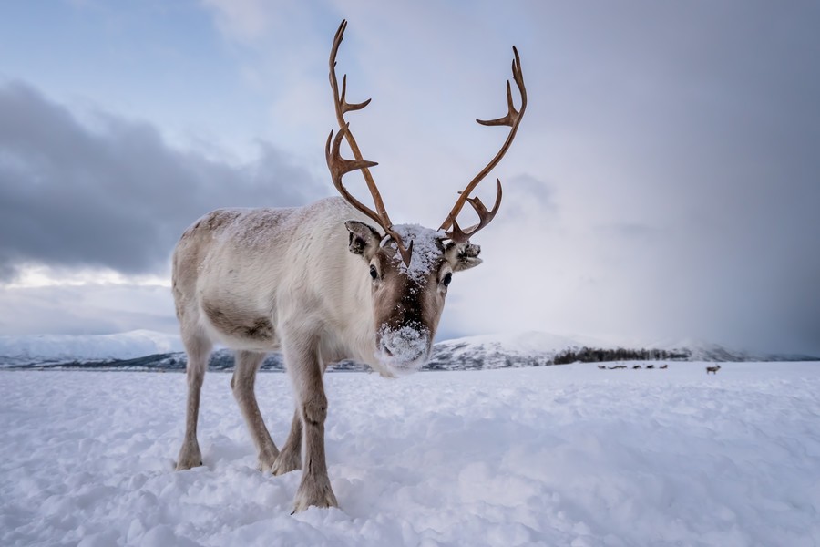 Finnish Lapland photo tour