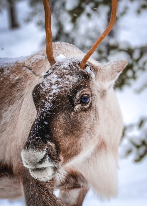 Finnish Lapland photo tour