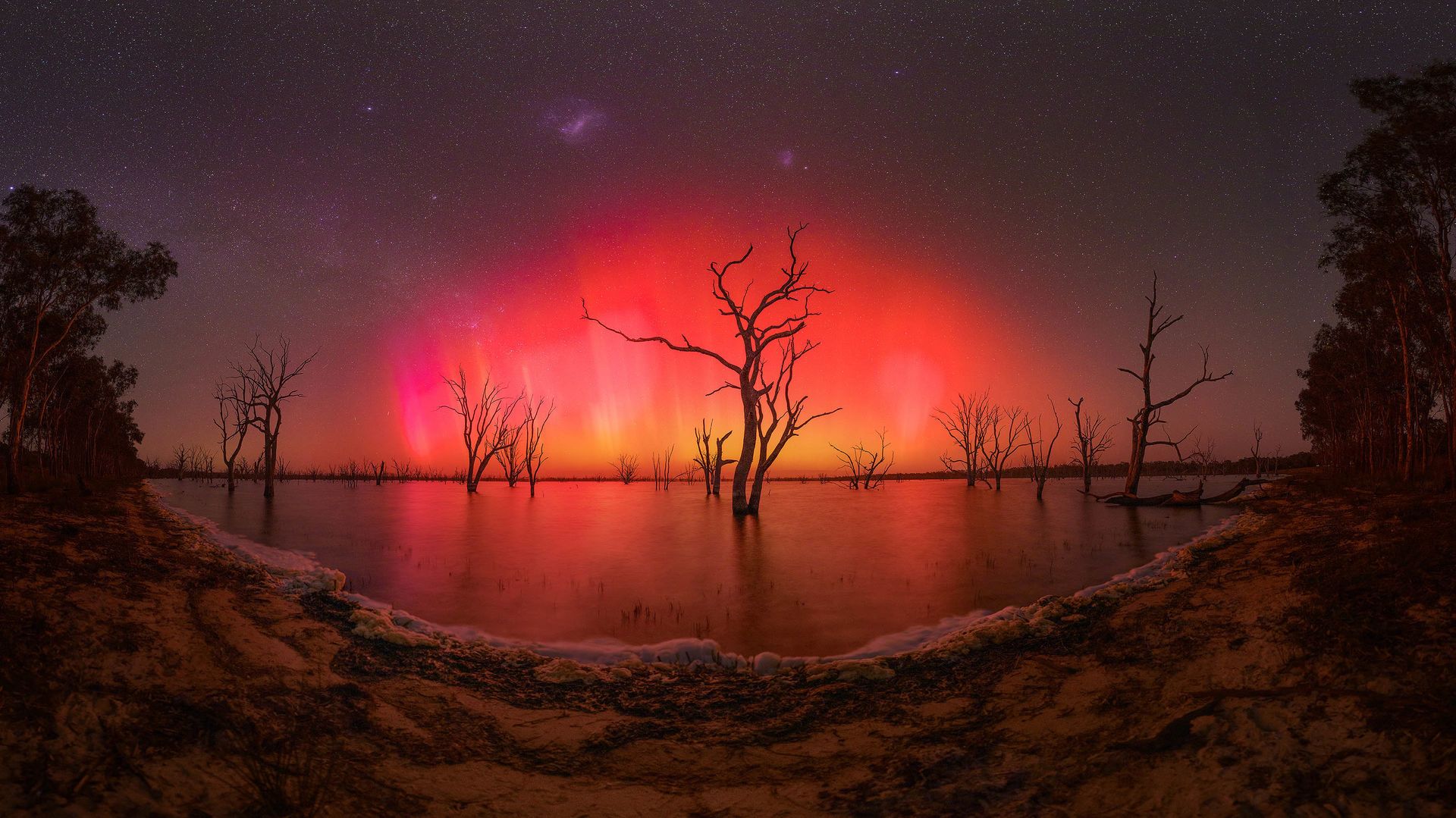 Aurora over lake Toolondo Panorama showing a bright red southern lights glow with the Milky Way over a lake with dead trees
